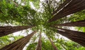 Redwood tree conopy
